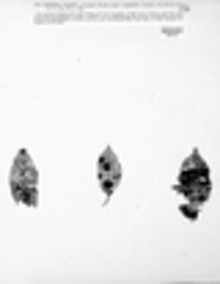 Asteroma vagans image